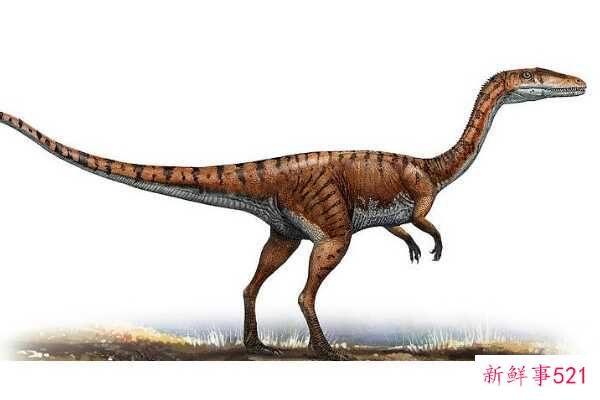 有侧面羽毛的猛禽-以拍打飞行为特征(最小1米-化石分布极广)