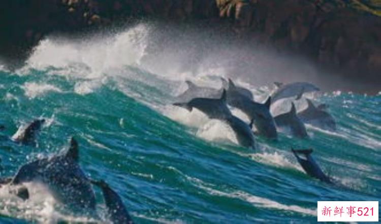 这是一部一本正经胡说八道的纪录片用科学向你证明龙的真实存在