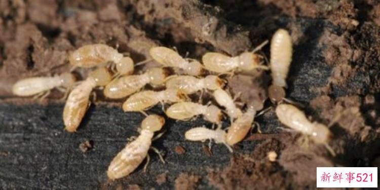 重庆挖出古墓，考古学家挖到了孙悟空的古墓