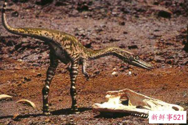 有侧面羽毛的猛禽-以拍打飞行为特征(最小1米-化石分布极广)