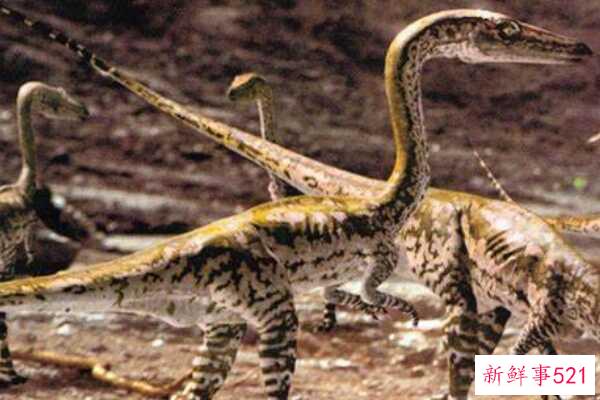 有侧面羽毛的猛禽-以拍打飞行为特征(最小1米-化石分布极广)