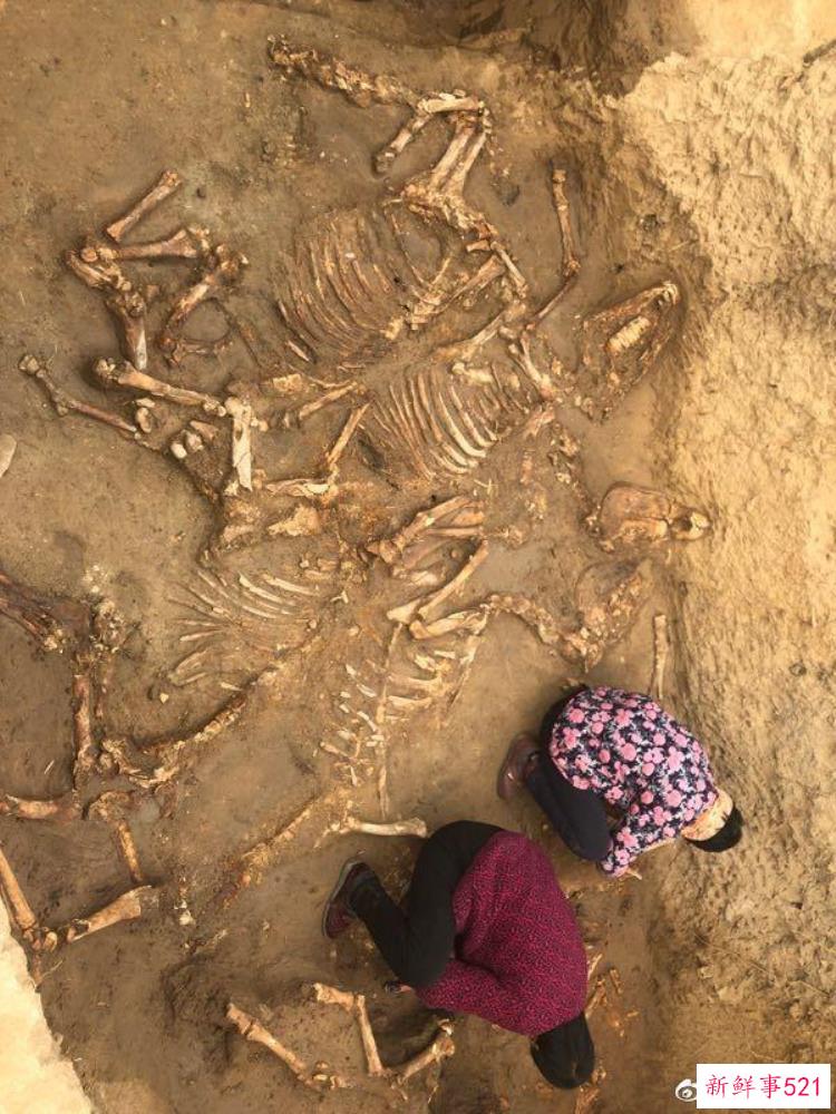 大个子老鼠挖出的文物，河南挖出现实版僵尸