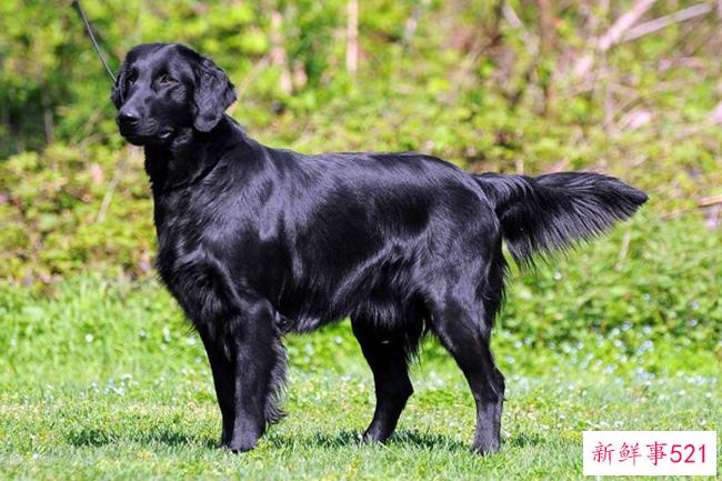 你有一头黑色的金发吗？为什么纯种金毛不能黑(不是返祖现象)