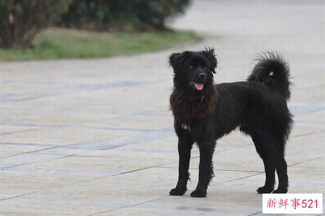 你有一头黑色的金发吗？为什么纯种金毛不能黑(不是返祖现象)