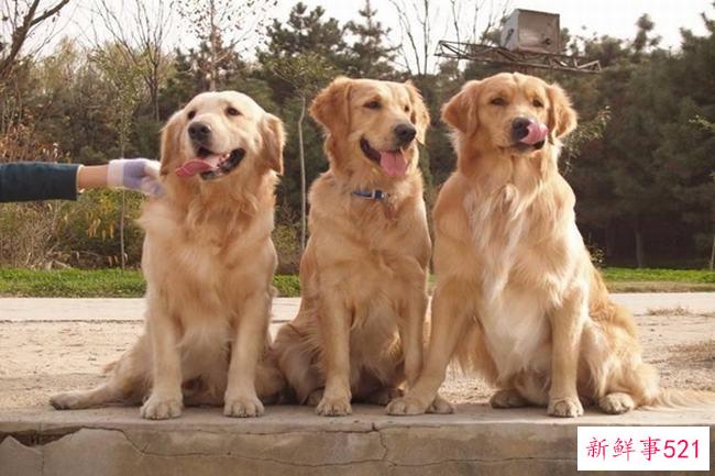 你有一头黑色的金发吗？为什么纯种金毛不能黑(不是返祖现象)