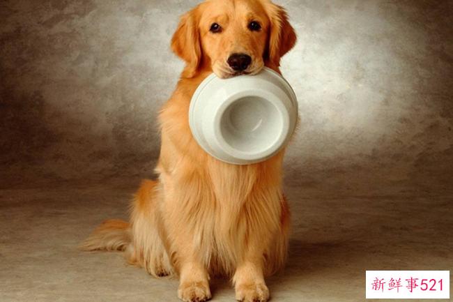 你有一头黑色的金发吗？为什么纯种金毛不能黑(不是返祖现象)