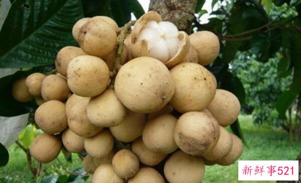 禁忌吃龙宫果 不要空腹(糖尿病人不宜-不要每天多吃)