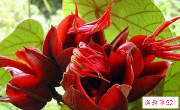 世界上最神秘最奇怪的花 第一朵看起来很可怕 最后一朵看起来很寒心