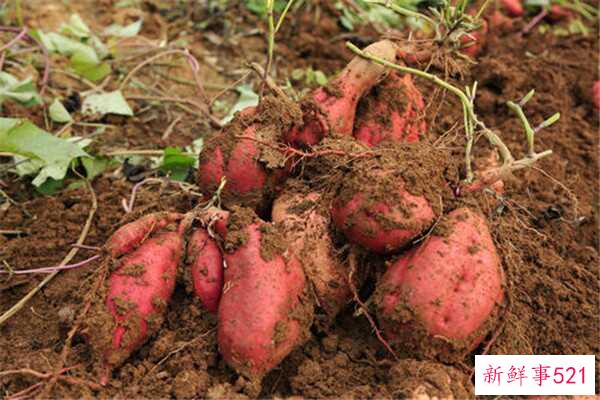 瓜子壳是餐厨垃圾吗？瓜子壳可以当枕头材料吗？