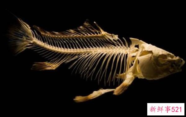 摇杯里的弹簧是干什么用的 搅拌-防止蛋白粉结块？