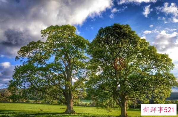 橡树象征着什么意义？橡树的十大外形特征和作用