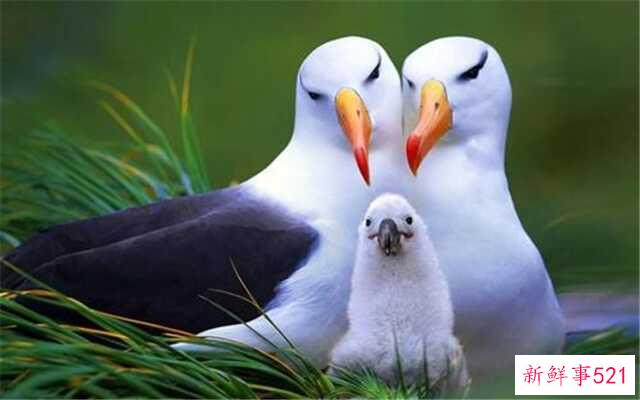 哪些动物对爱情最忠诚？哪些天鹅上榜了？狼忠于它们的家庭