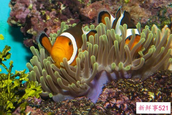 珊瑚是动物还是植物？动物、无脊椎结构(通常用于进食和排泄)