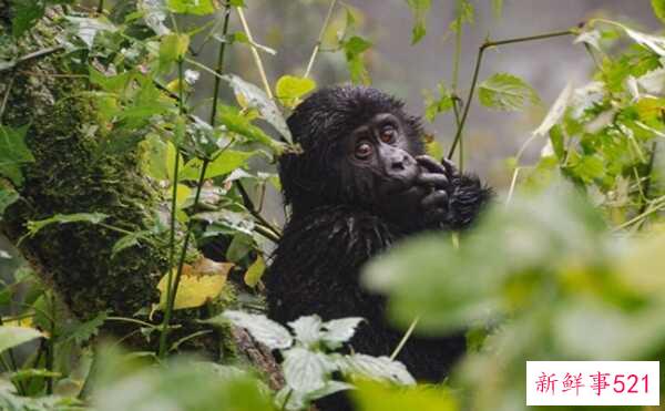 偷猎的十大危害 每15分钟非法猎杀一头大象(20年灭绝)