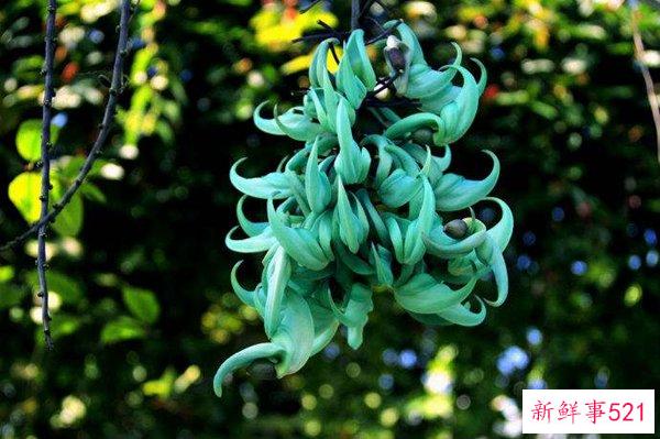 世界上最神秘最奇怪的花 第一朵看起来很可怕 最后一朵看起来很寒心