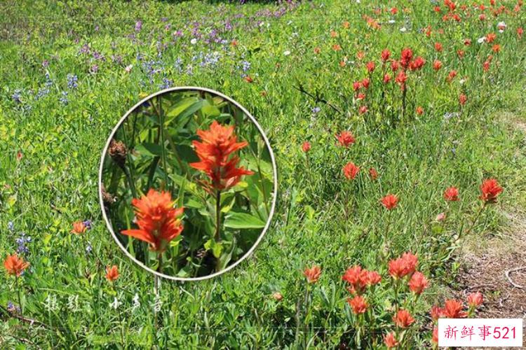 美国西雅图雷尼尔雪山「西雅图雷尼尔雪山火山踏花行」