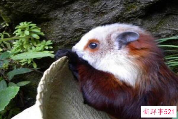 郝汉鸟是什么动物？为什么飞鼠被称为郝汉鸟(有飞膜的飞鼠)