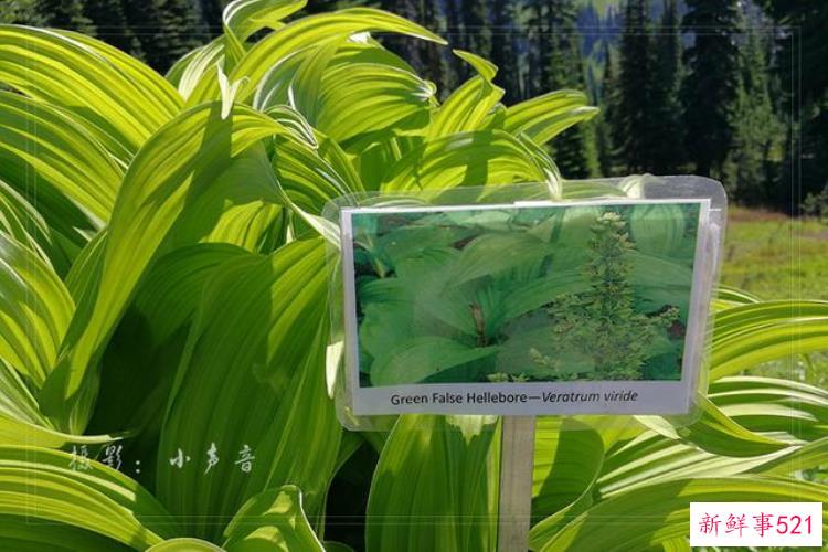 美国西雅图雷尼尔雪山「西雅图雷尼尔雪山火山踏花行」