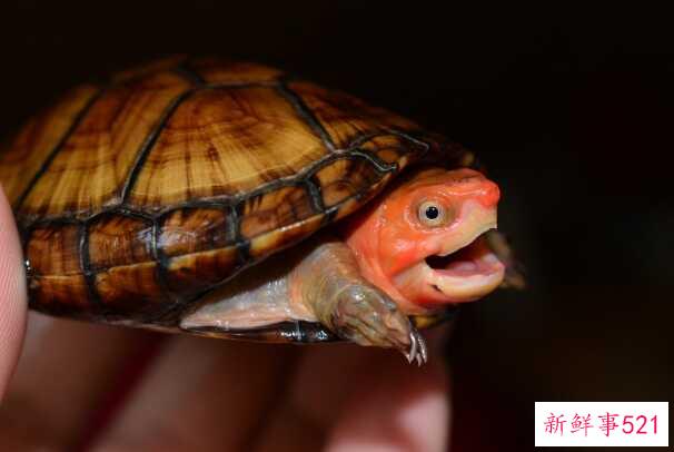 红脸蛋龟是深水龟吗？不会 脸上都是红花纹(水质差)