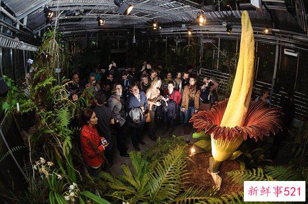 世界上最神秘最奇怪的花 第一朵看起来很可怕 最后一朵看起来很寒心