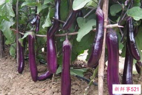 直接把生茄子晒干可以吗？最好不要(直接干燥可能会有涩味)