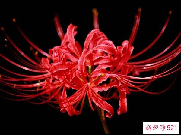 世界上最神秘最奇怪的花 第一朵看起来很可怕 最后一朵看起来很寒心