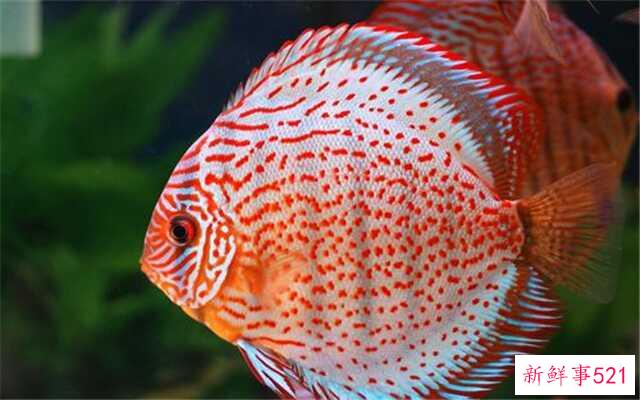 哪些动物对爱情最忠诚？哪些天鹅上榜了？狼忠于它们的家庭