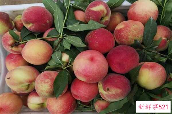 酥桃和软桃的区别是外观、大小、口感不同