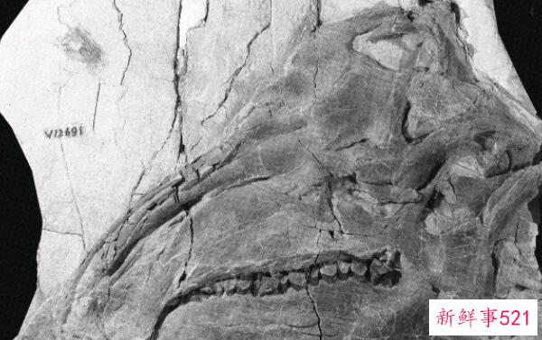 辽宁角鼻龙-已知最早的新角鼻龙(1米长-1.25亿年前)
