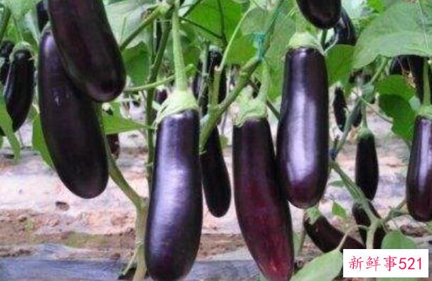 直接把生茄子晒干可以吗？最好不要(直接干燥可能会有涩味)