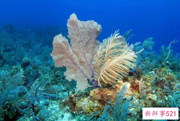 珊瑚是动物还是植物？动物、无脊椎结构(通常用于进食和排泄)