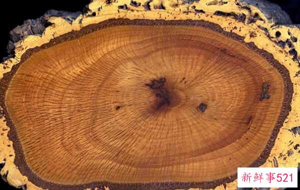 橡树象征着什么意义？橡树的十大外形特征和作用