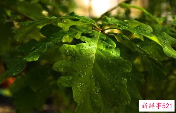 橡树象征着什么意义？橡树的十大外形特征和作用