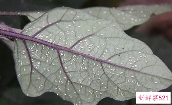 百合莲子粥禁忌 少饮-咳嗽、大便干燥的经期女性禁食