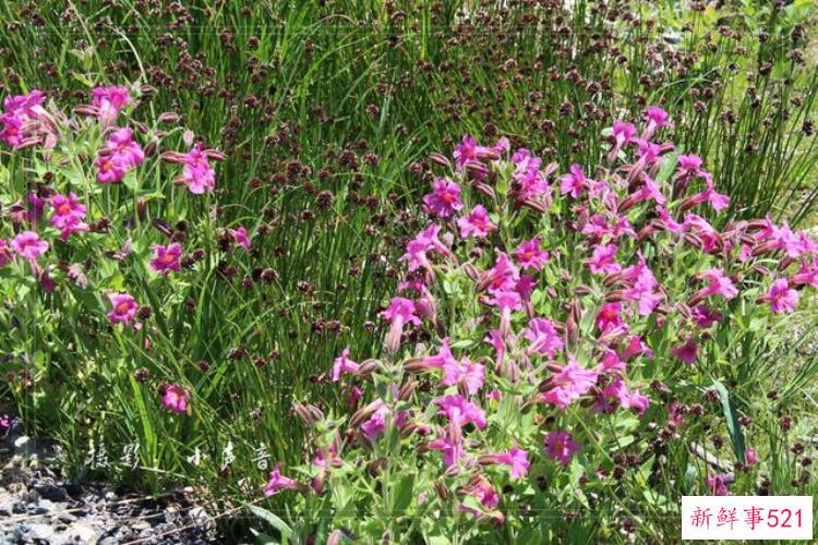 美国西雅图雷尼尔雪山「西雅图雷尼尔雪山火山踏花行」