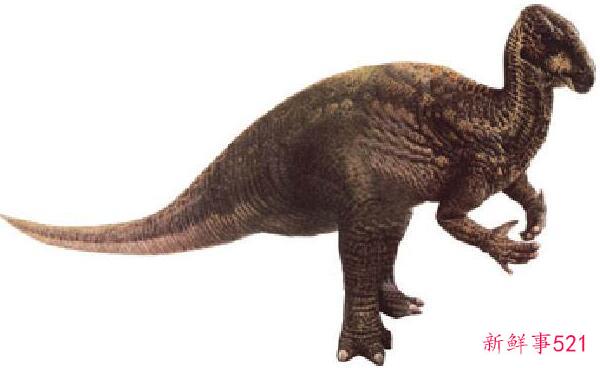 辽宁角鼻龙-已知最早的新角鼻龙(1米长-1.25亿年前)