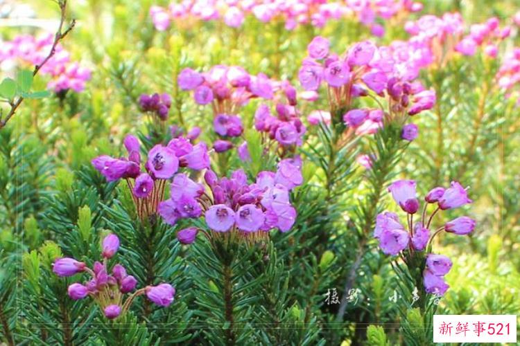 美国西雅图雷尼尔雪山「西雅图雷尼尔雪山火山踏花行」
