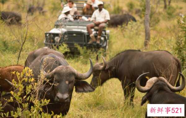 偷猎的十大危害 每15分钟非法猎杀一头大象(20年灭绝)