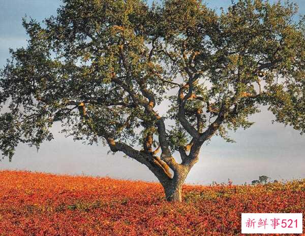 橡树象征着什么意义？橡树的十大外形特征和作用