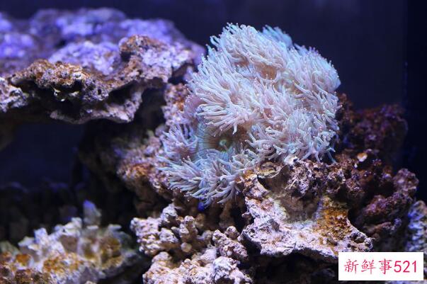 珊瑚是动物还是植物？动物、无脊椎结构(通常用于进食和排泄)