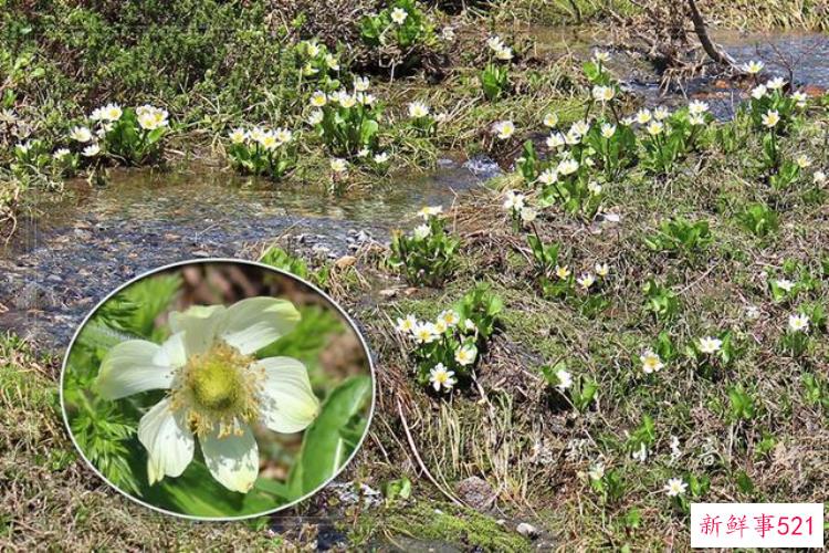 美国西雅图雷尼尔雪山「西雅图雷尼尔雪山火山踏花行」