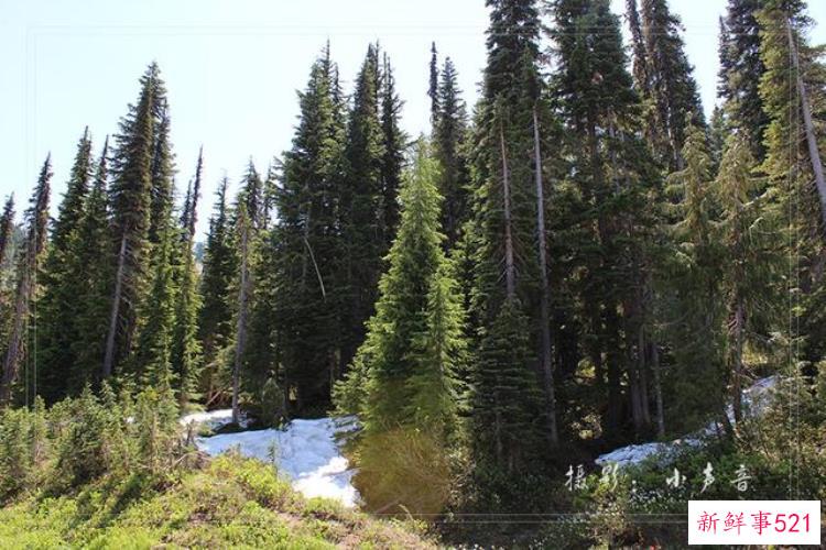 美国西雅图雷尼尔雪山「西雅图雷尼尔雪山火山踏花行」