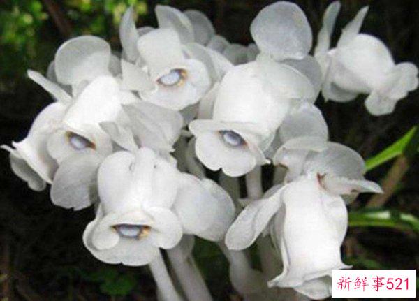 世界上最神秘最奇怪的花 第一朵看起来很可怕 最后一朵看起来很寒心