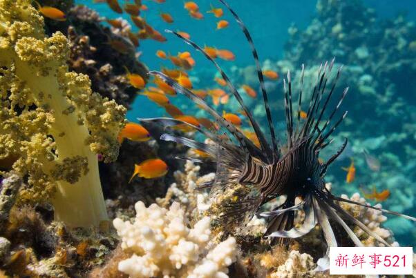 珊瑚是动物还是植物？动物、无脊椎结构(通常用于进食和排泄)