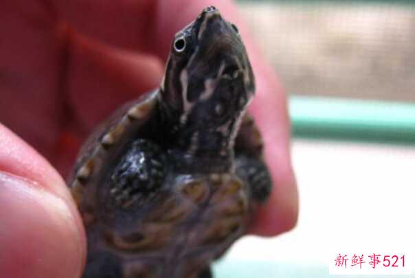 红脸蛋龟是深水龟吗？不会 脸上都是红花纹(水质差)