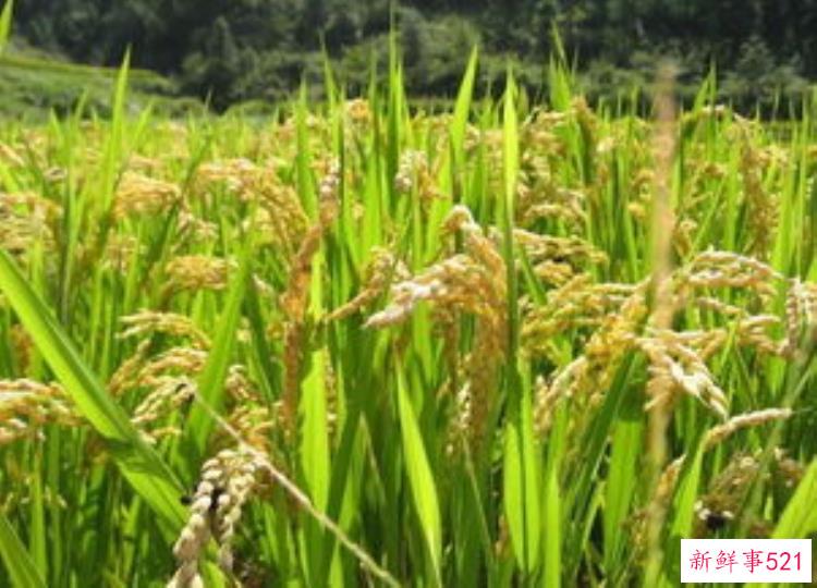 除了河姆渡遗址还有什么遗址，河姆渡遗址附近还有个什么遗址
