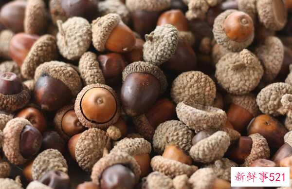 橡树象征着什么意义？橡树的十大外形特征和作用