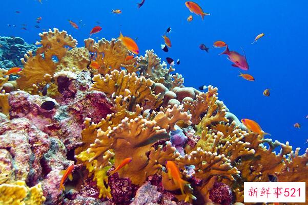 珊瑚是动物还是植物？动物、无脊椎结构(通常用于进食和排泄)