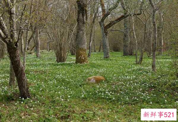 橡树象征着什么意义？橡树的十大外形特征和作用