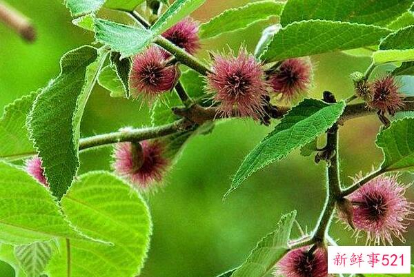 如何巧妙杀死构树？用农药灌根 扎根 烧树皮